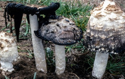 Coprinus Coprinus